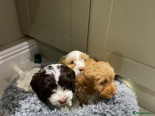 Cockapoo dogs - Advert 23