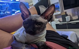 Sphynx cats for sale: Boy available  - Image 6