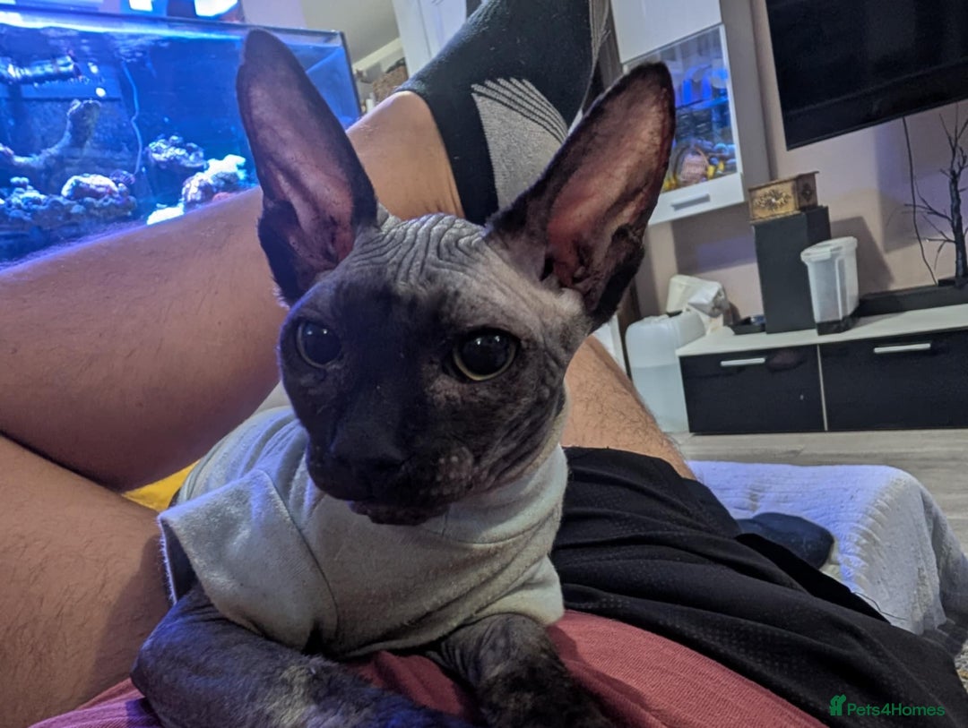 Sphynx cats for sale: Boy available  - Image 6