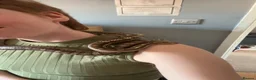 Corn Snake reptiles for sale: Corn Snake looking for a new home in Derby - Advert 8