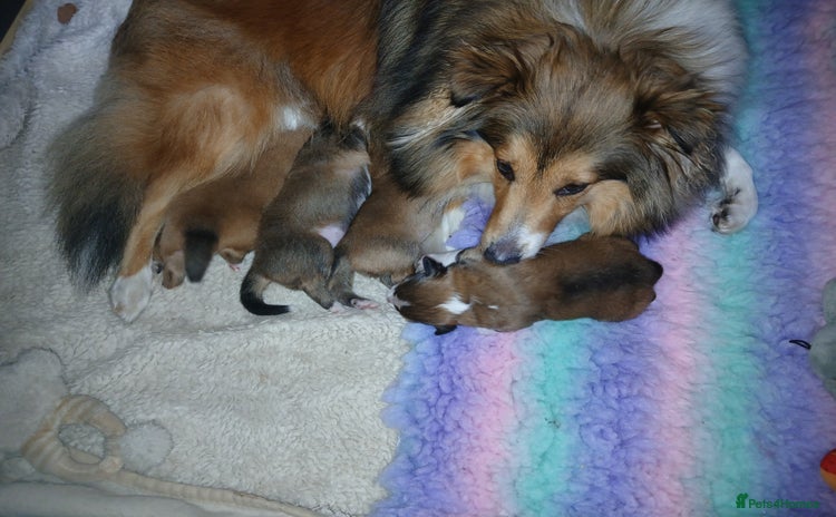Shetland Sheepdog dogs - Advert 1