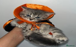 British Shorthair cats for sale: British shorthair X ragdoll  - Image 11