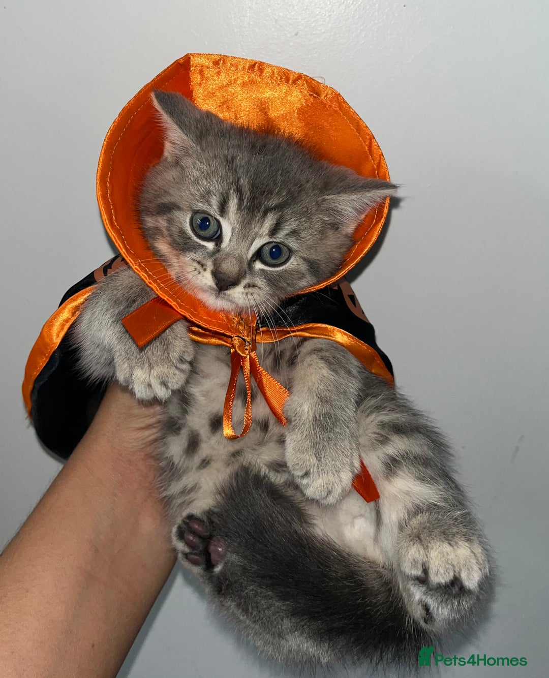 British Shorthair cats for sale: British shorthair X ragdoll  - Image 11