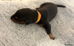 Dobermann dogs for sale: 🌟🌟KC Dobermanns - 38+ Champions in Bloodline🌟🌟 in London - Image 3