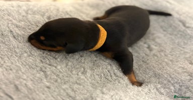 Dobermann dogs in London - Advert 1
