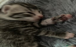 Russian Blue cats for sale: Beautiful silver grey tabby kittens - Image 4