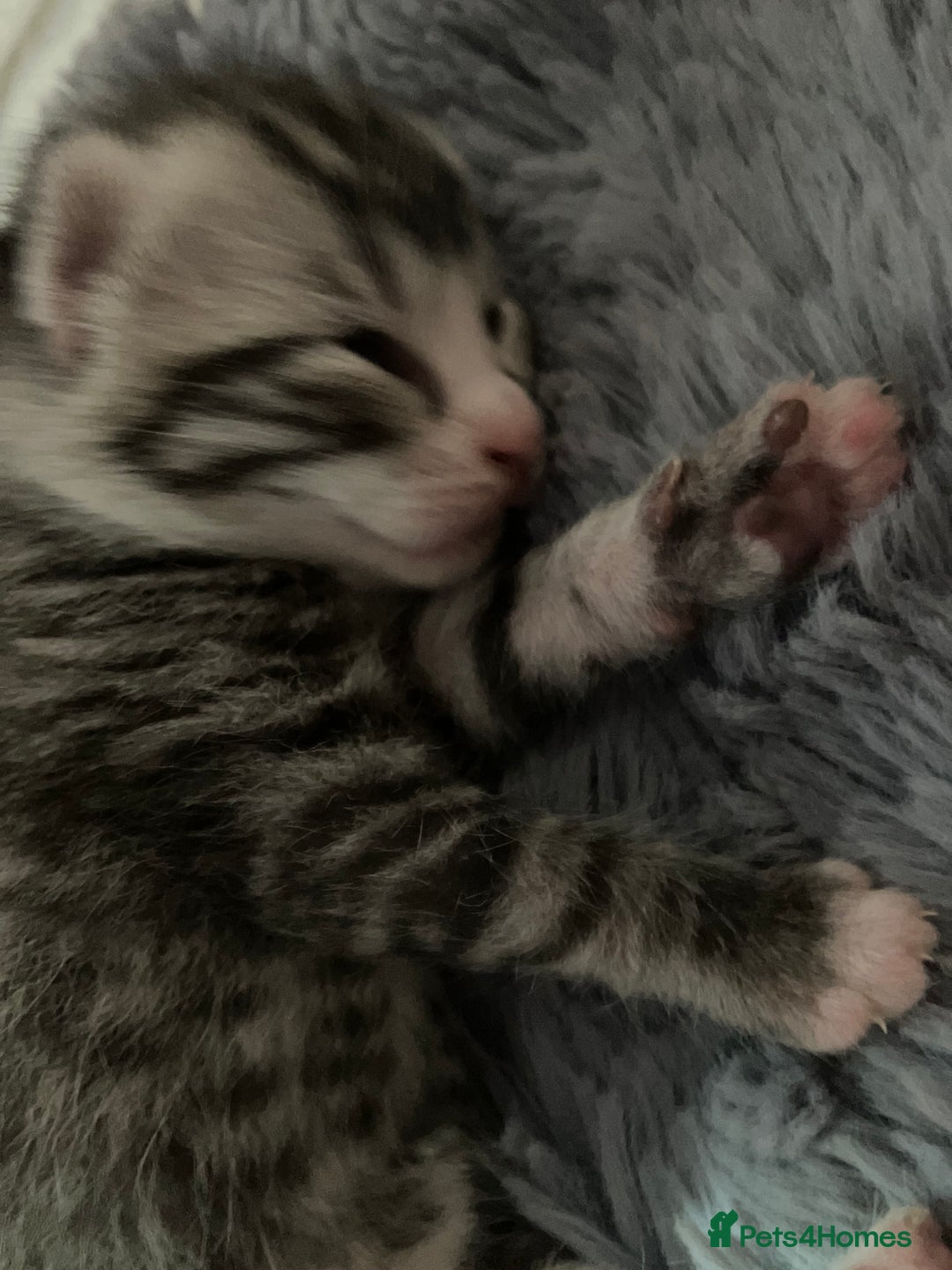 Russian Blue cats for sale: Beautiful silver grey tabby kittens - Image 4