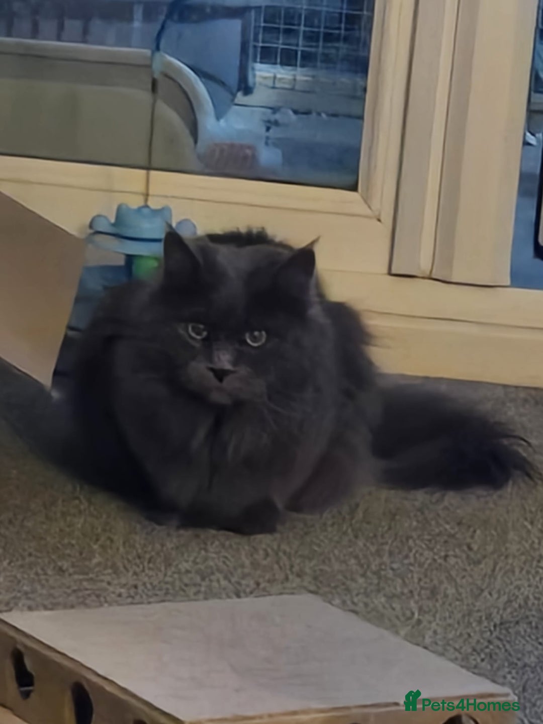 Maine Coon cats for sale: Female maine coon Queen ( Active) - Advert 5