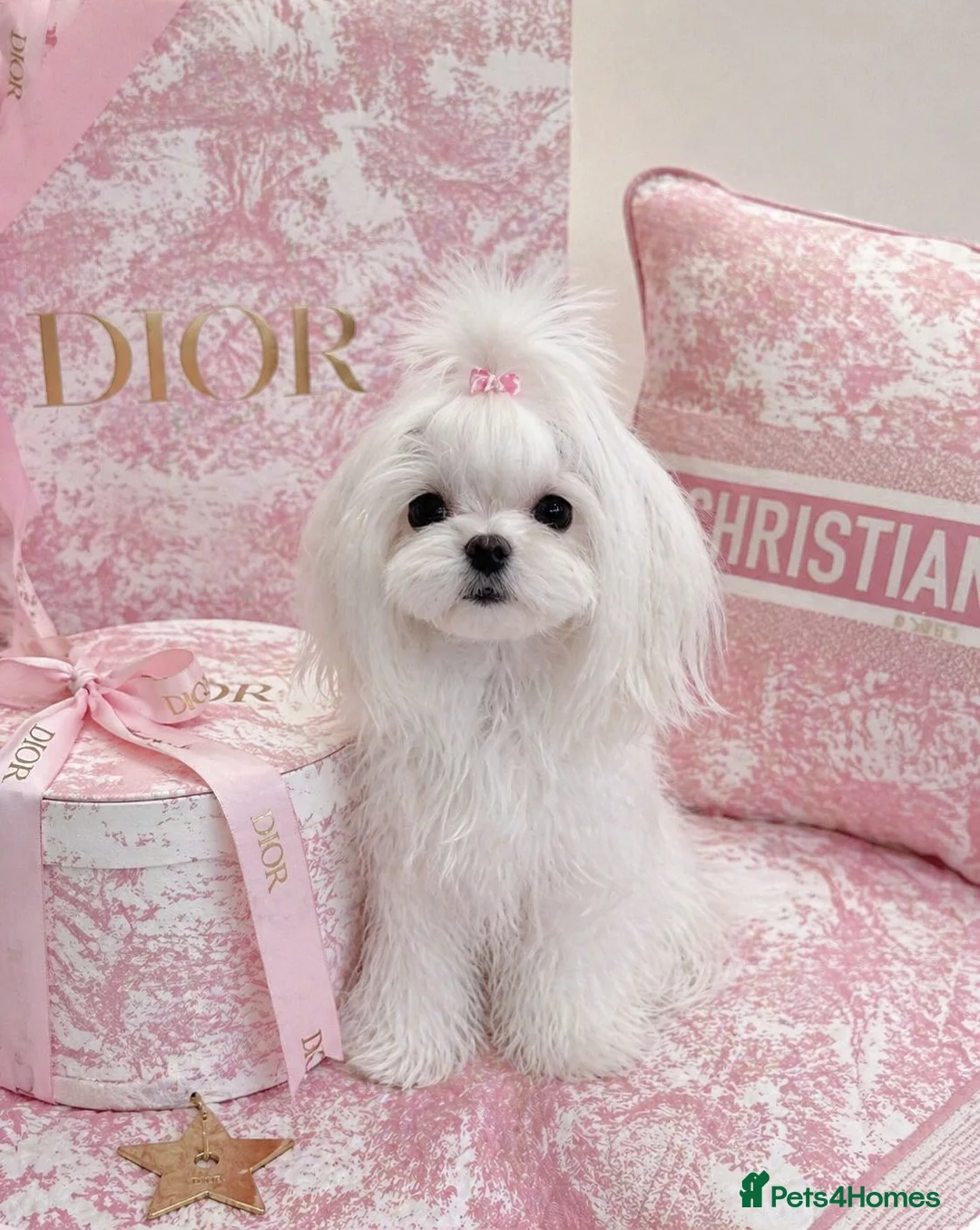 Maltipoo dogs for sale: Tiny Asian Poodle Dad  & Korea Maltese Mum 🫠 - Advert 2