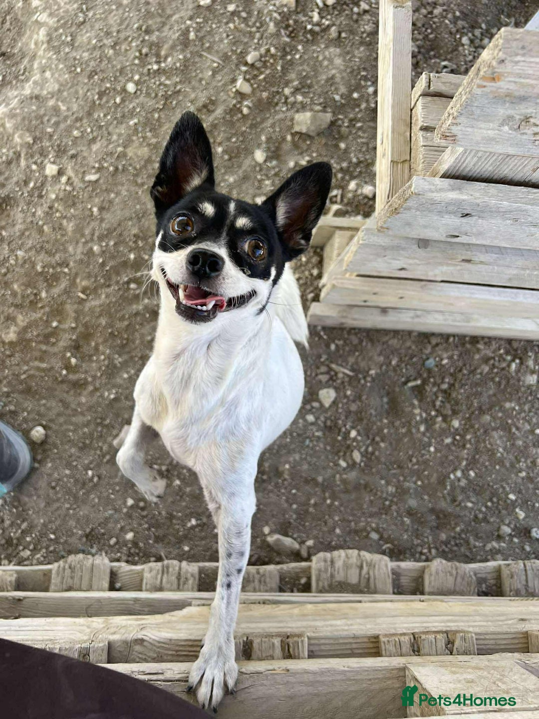 Chihuahua dogs for adoption: Tilda the tiny heart thief with big personality - Advert 6