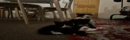 Mixed Breed cats for sale: My babies need forever homes  in Nottingham - Advert 1