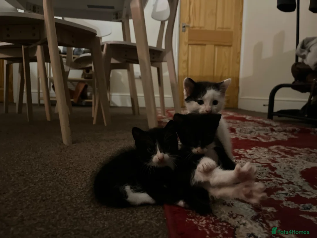 Mixed Breed cats for sale: My babies need forever homes  in Nottingham - Advert 1
