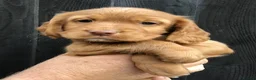 Cocker Spaniel dogs for sale: Cocker Spaniel puppies  in Stourport-on-Severn - Advert 4