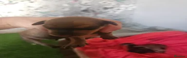 Miniature Pinscher 5