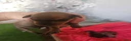 Miniature Pinscher dogs for sale: Adorable miniature pinscher puppies  - Advert 5