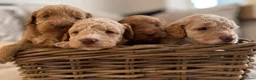 Cockapoo dogs for sale: ⭐⭐OUTSTANDING COCKAPOO PUPPIES⭐⭐ in Melton Mowbray - Advert 8