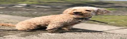 Cockapoo dogs for sale: Stunning F2 Cockapoo puppies - Advert 20