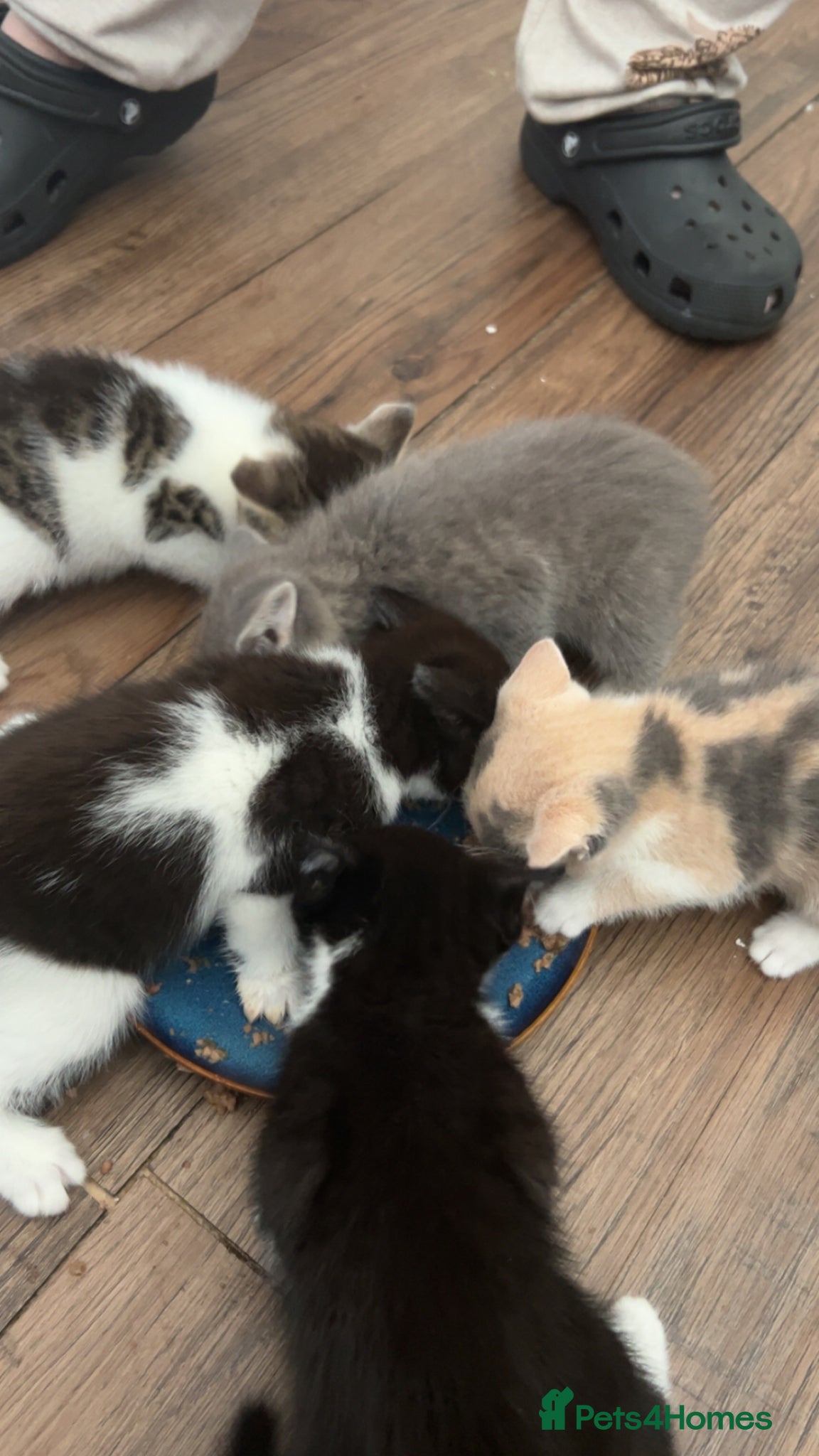 Mixed Breed cats for sale: 5 beautiful kittens  - Advert 3