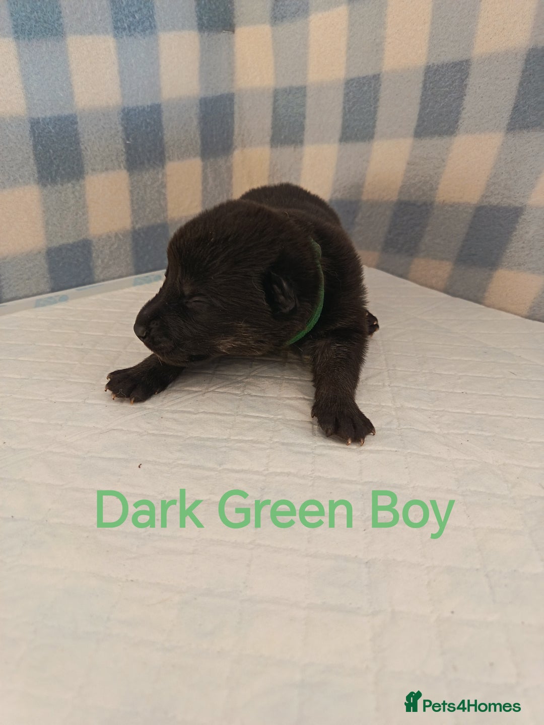 German Shepherd dogs for sale: German Shepherd Puppies - Image 9