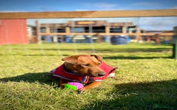 Patterdale Terrier dogs for sale: 7 Year Old Male Patterdale  - Image 4