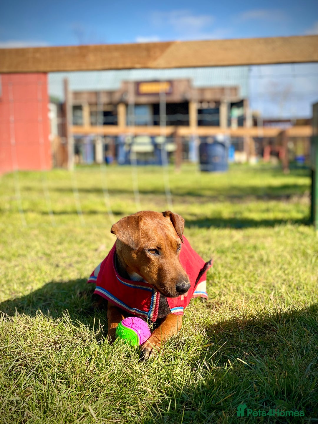 Patterdale Terrier dogs for sale: 7 Year Old Male Patterdale  - Image 4