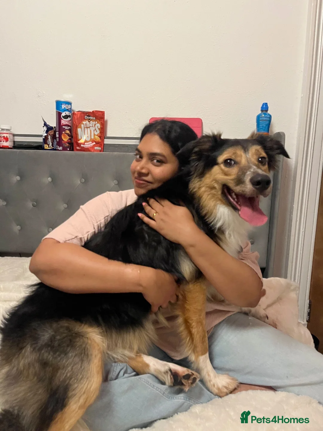 Border Collie dogs for stud: Friendly Male Border Collie – Ash - Advert 2