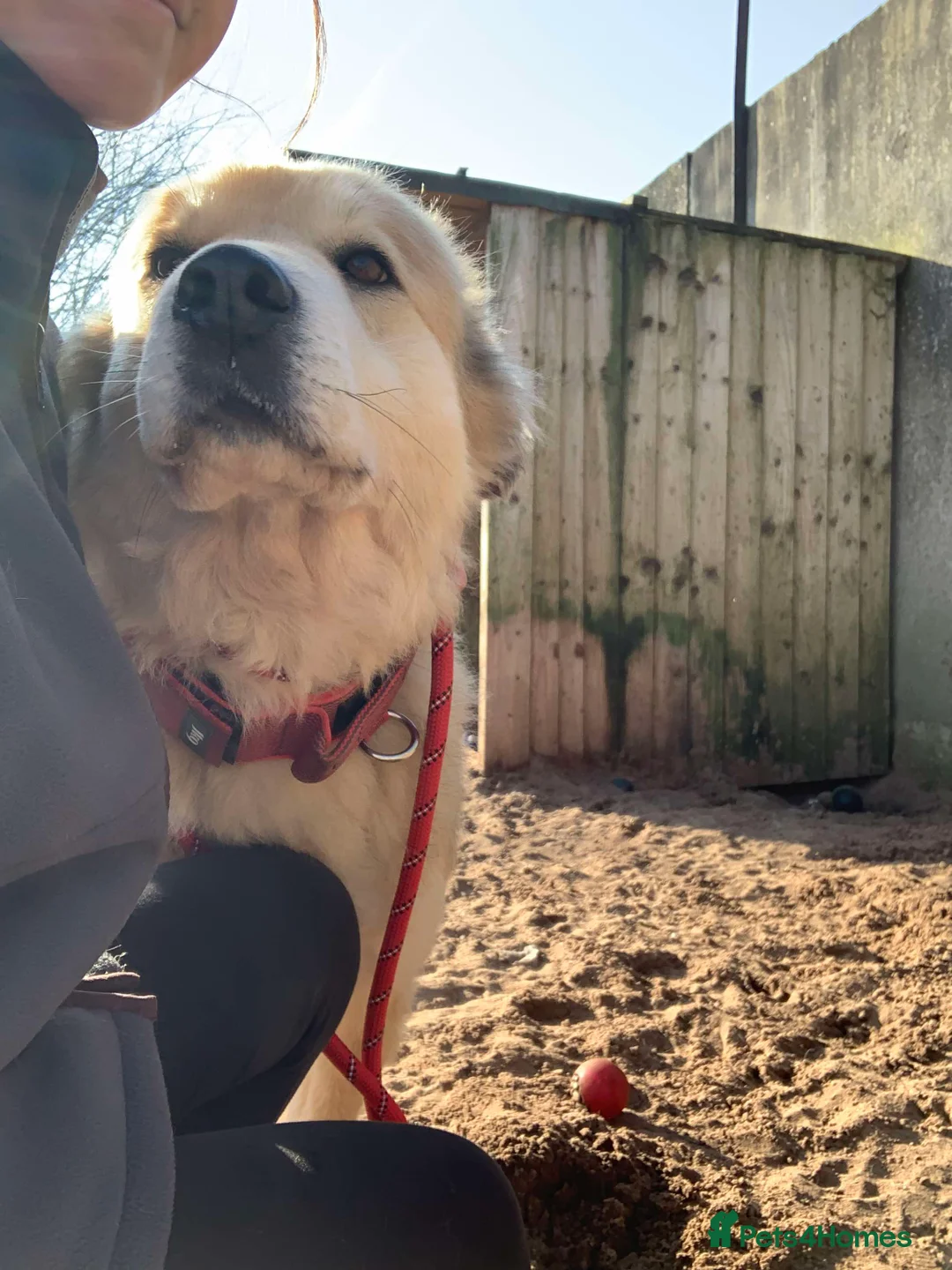 Mixed Breed dogs for adoption: Meet Paddy, currently residing in Cheshire  in Nantwich - Advert 10