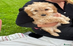 Cockapoo dogs for sale: TOY COCKAPOO PUPPIES  - Image 4