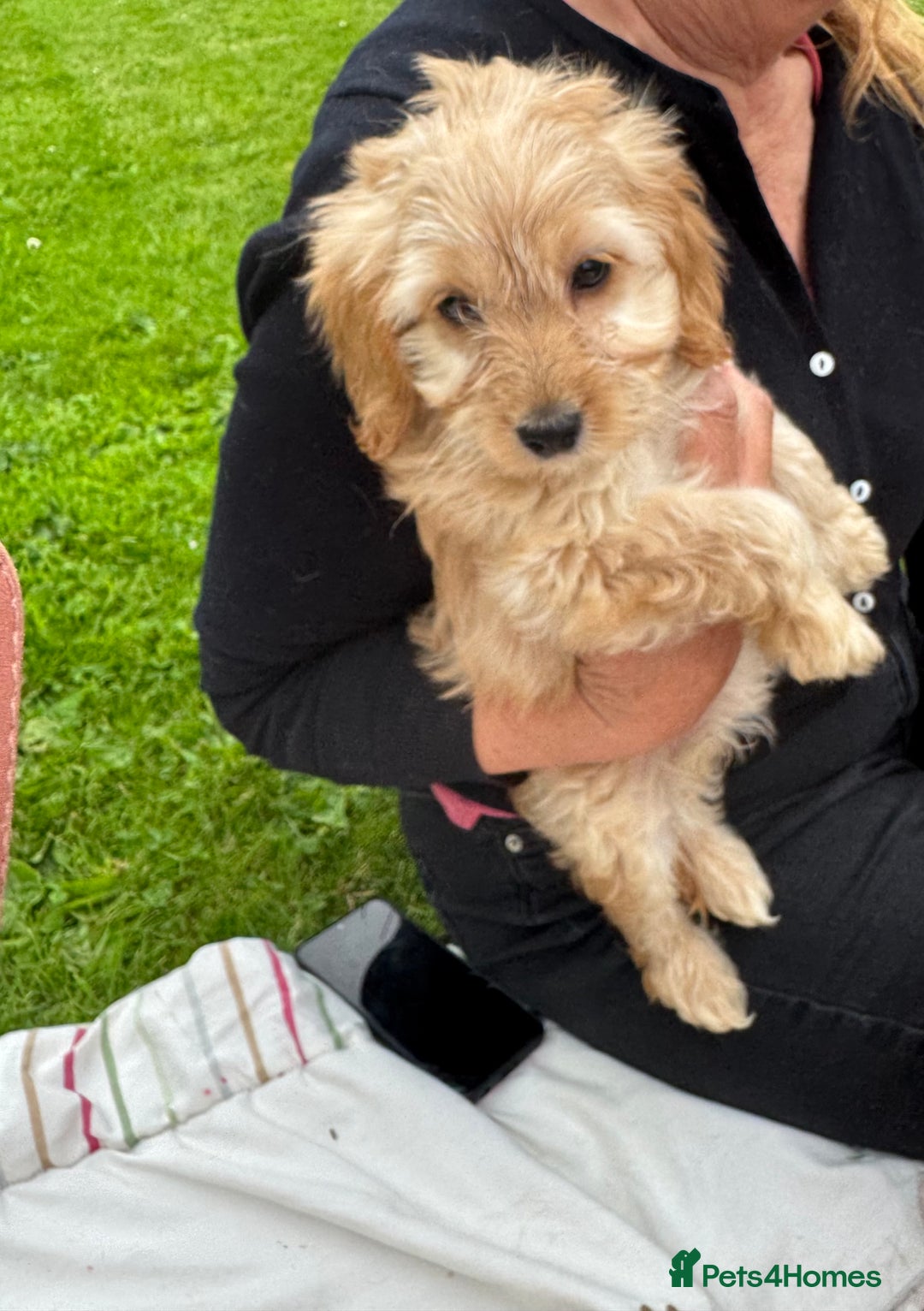 Cockapoo dogs for sale: TOY COCKAPOO PUPPIES  - Image 4