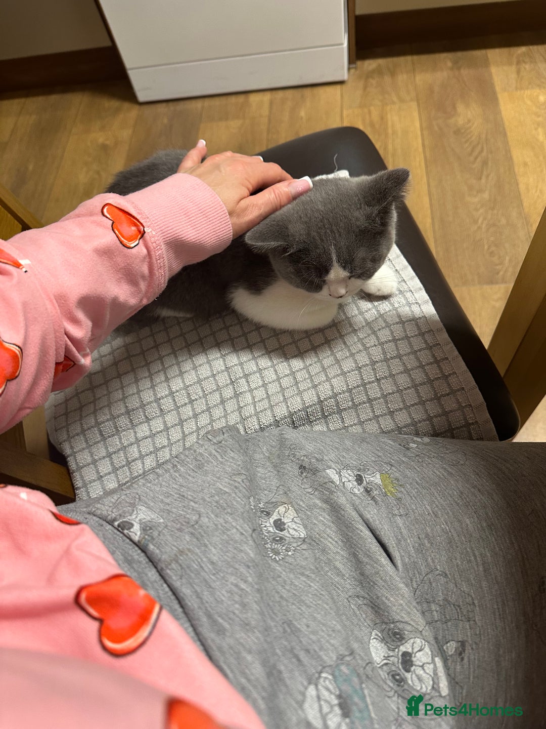 British Shorthair cats for sale: British shorthair blue and white, 4 months old  - Image 21
