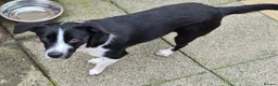 Mixed Breed dogs for adoption: Maudy - In Ayr Looking for a home  - Advert 2