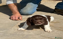 English Springer Spaniel dogs for sale: Liver and White Springer Spaniel Puppies - Image 10