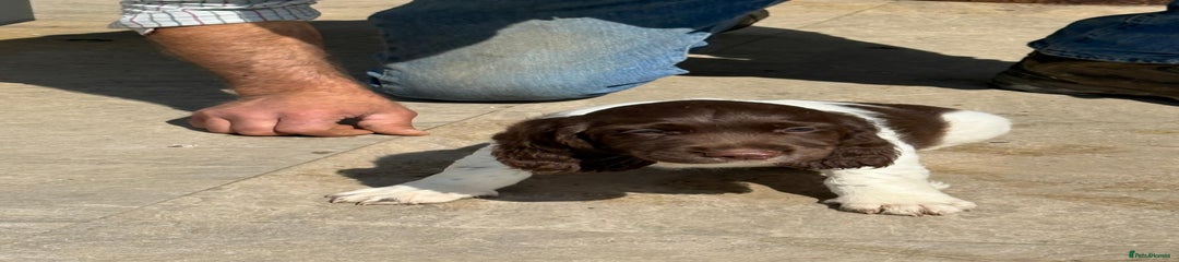 English Springer Spaniel Puppy 2