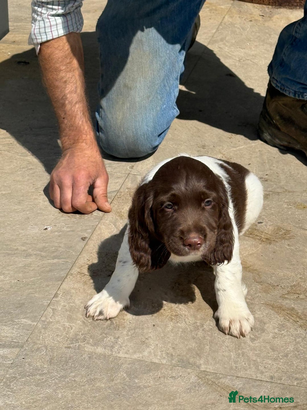 English Springer Spaniel dogs for sale: Liver and White Springer Spaniel Puppies - Image 10