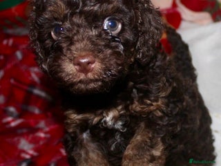 Cockapoo dogs Child friendly cockapoo puppies - Advert 16