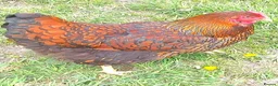 Chickens poultry for sale: POL Chickens stunning Purebreeds for sale in Callington - Advert 12