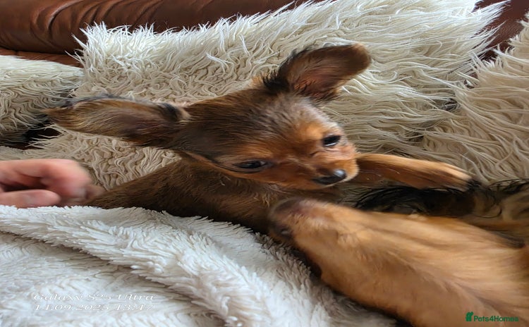 Russian Toy Terrier dogs - Advert 2