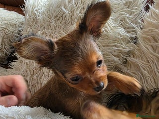 Russian Toy Terrier dogs - Advert 35
