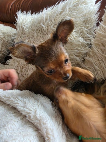 Russian Toy Terrier dogs - Advert 1