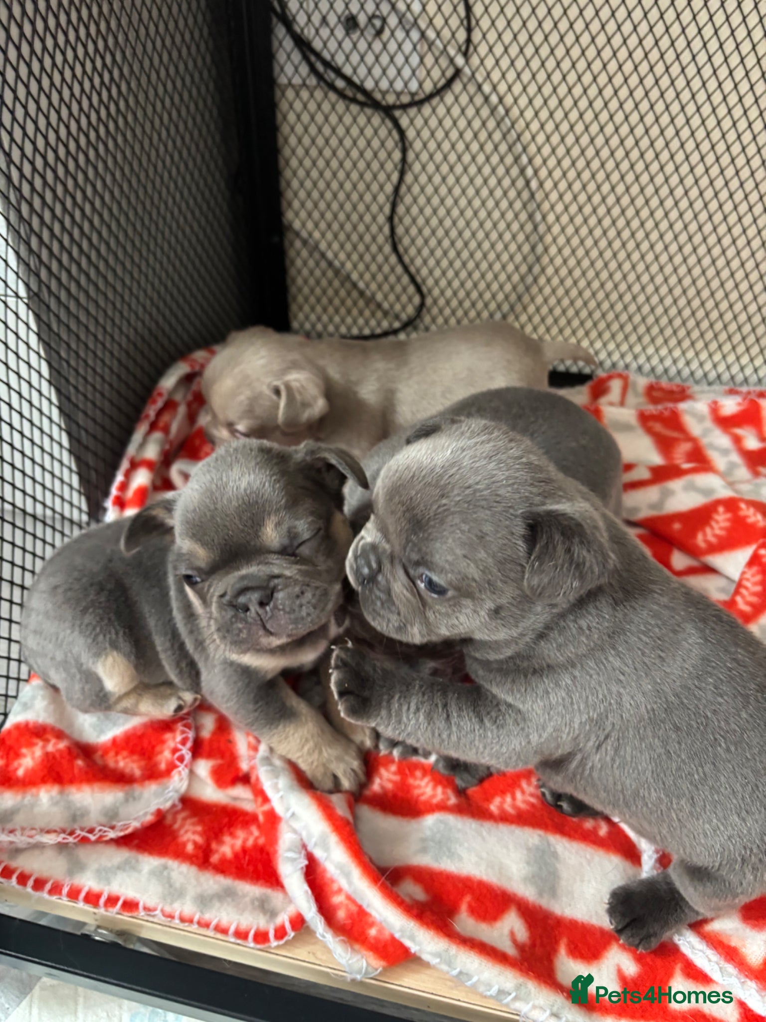 French Bulldog dogs French bulldog puppies  - Advert 1