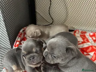 French Bulldog dogs French bulldog puppies - Advert 1