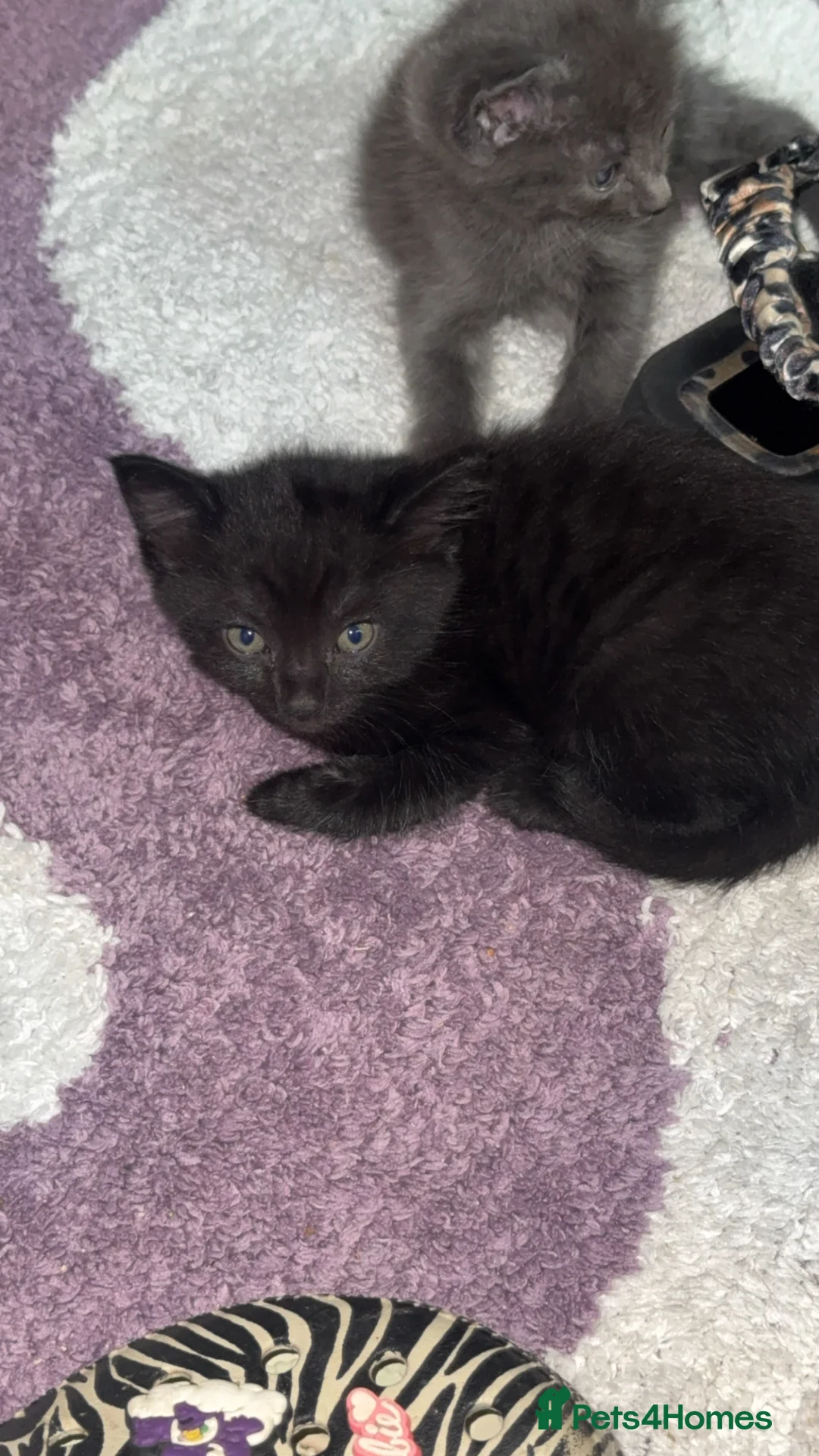 British Shorthair cats for sale: 4 female beautiful kittens  in Birmingham - Advert 2