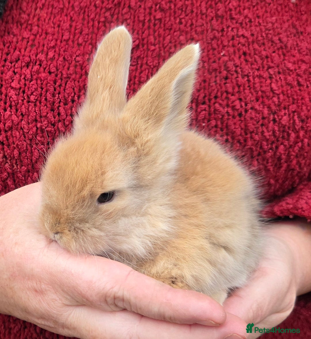 Mini Lion Lop rabbits for sale:  Male teddywidder bunnies  - Advert 29