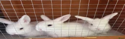 Mini Lop rabbits for sale: White mini lop babies  in Huddersfield - Advert 3