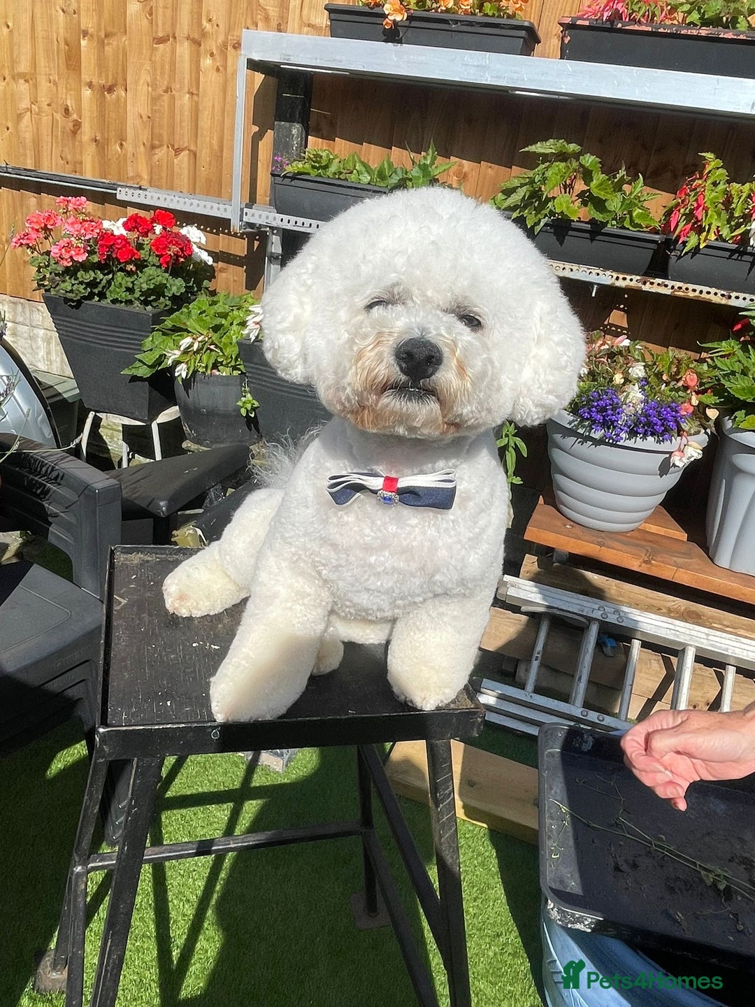 Bichon Frise dogs for sale: champion blood line bichon frise  - Advert 12