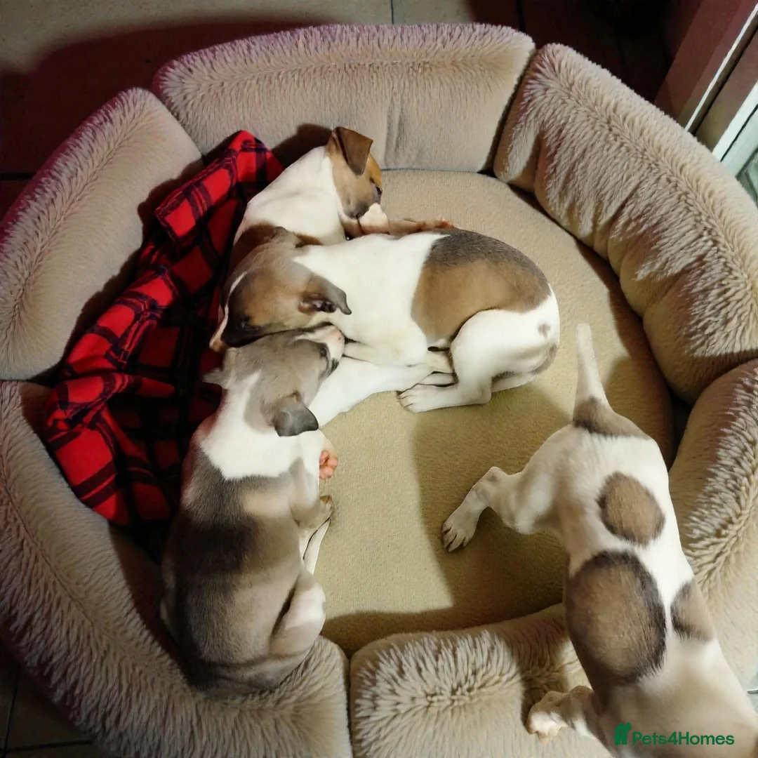 Whippet dogs for sale: KC Registered Whippet Puppies - Advert 2