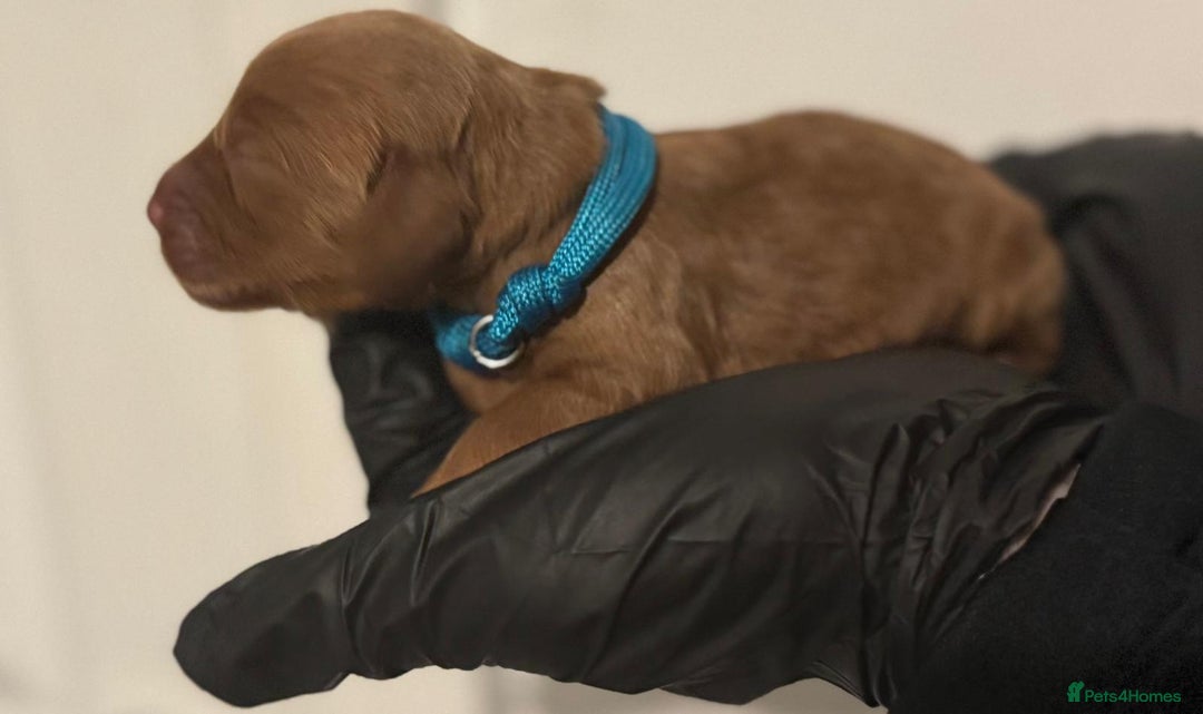 Cockapoo dogs for sale: 🐾 Beautiful Red Cockapoo Puppies 🐾 - Advert 12