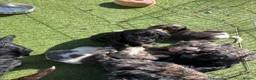Cockapoo dogs for sale: 9 gorgeous cockapoo puppies  - Advert 17