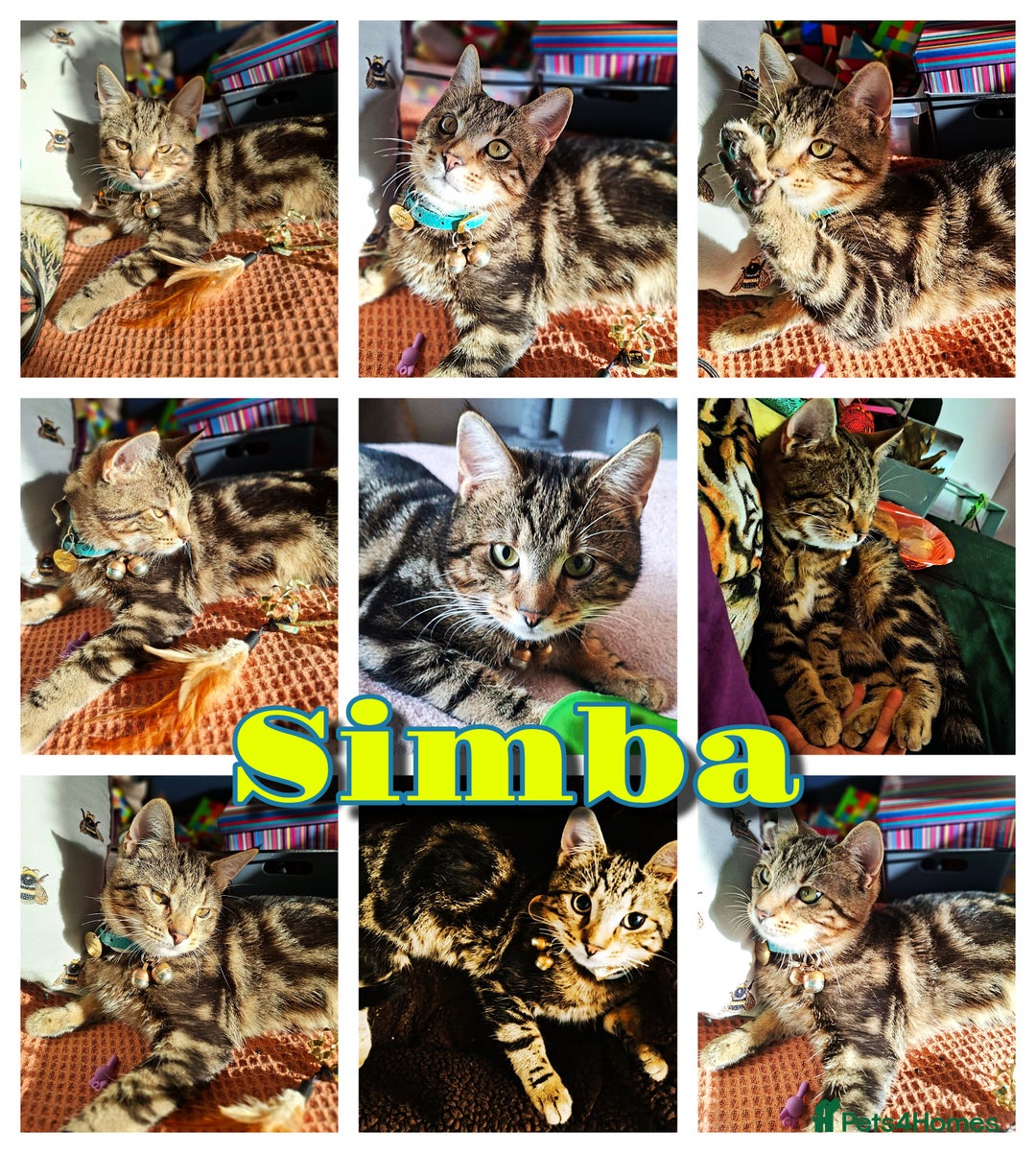 Mixed Breed cats for sale: Free to a Loving Home 2 Cats& 1 Kitten-Swansea - Advert 22