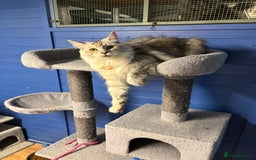 Maine Coon cats for sale: Beautiful Maine Coon kittens for sale - Image 19